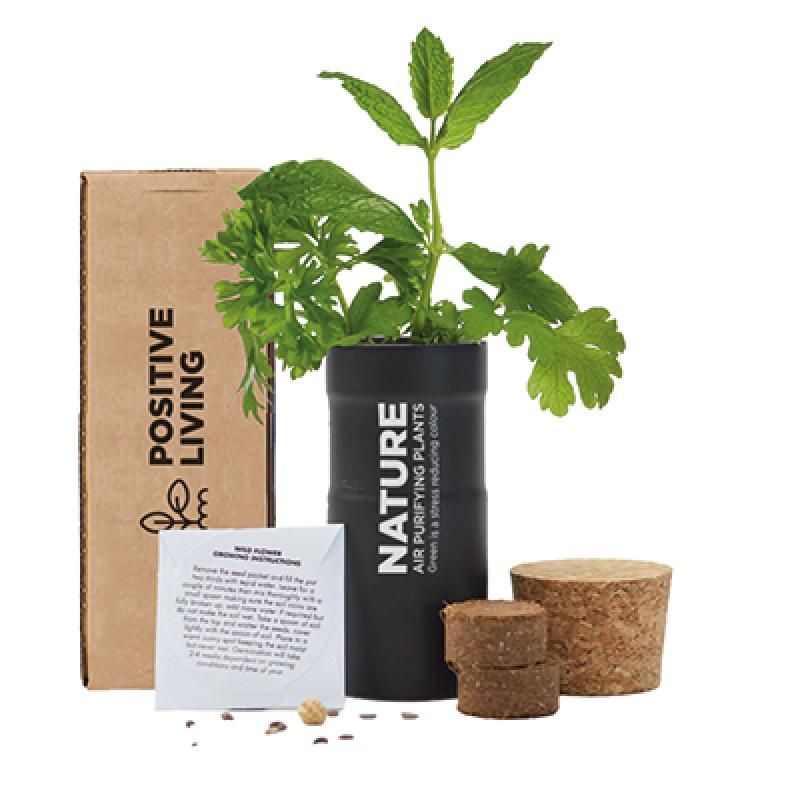 Image of Desktop Garden